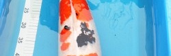 Een beetje hulp gevraagd