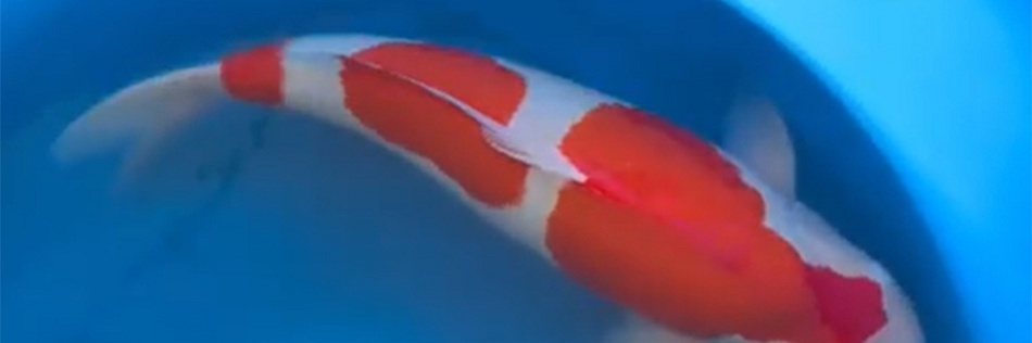 Een bijzondere koi in de picture