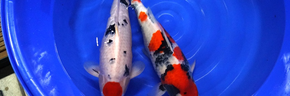 Een blauwe bowl van plezier