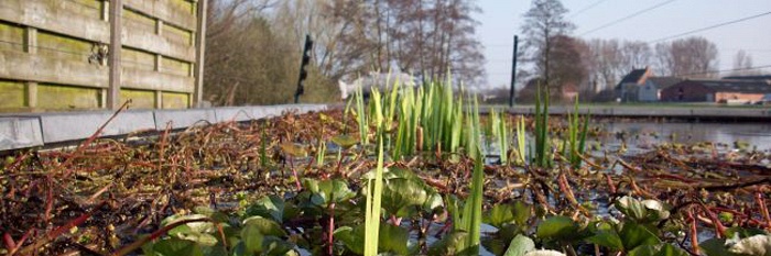 Een dichter in onze rangen