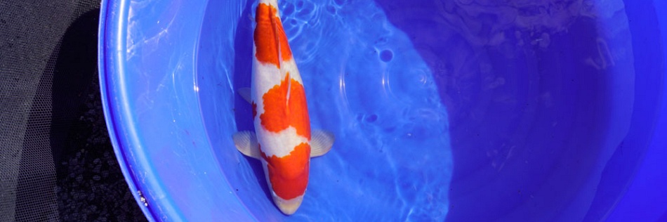 Een kohaku van Dainichi
