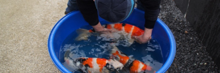 Een spetterende driekleur
