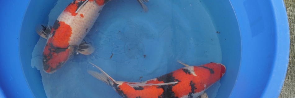 Een uitgelezen kan voor jumbo koi