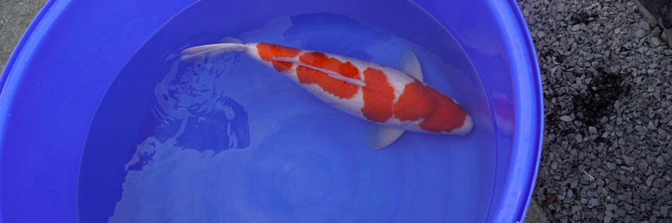 Een yamabuki, kohaku, showa en sanke