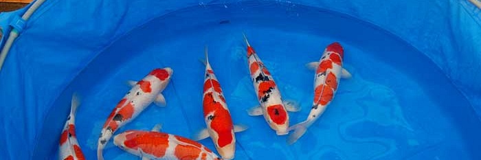 Eerste japanreis 2007