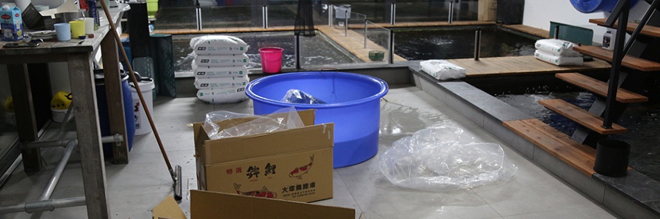 Eerste zending koi uit Niigata