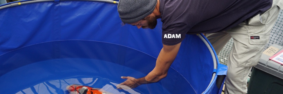 Eva, de koi van Adam