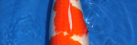 Even deze kohaku onder de loupe