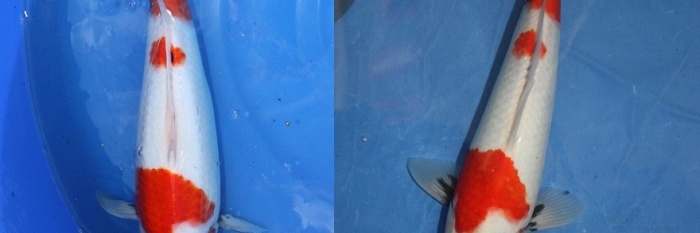 Evolutie 2010