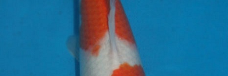 Evolutie van de nisai