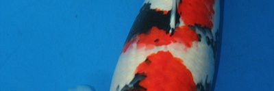 Feiten over Koi