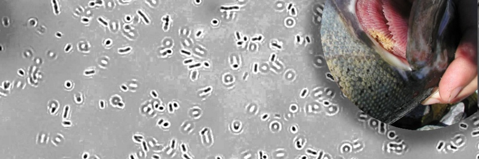 Flavobacterium Columnaris