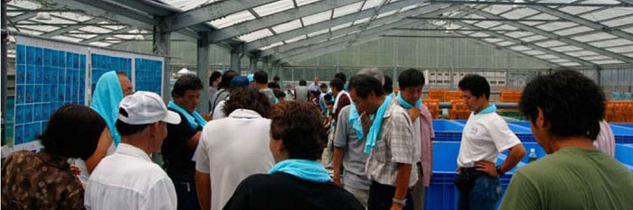 Focus op de Momotaro veiling