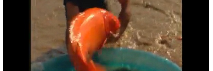 Giant koi Carp