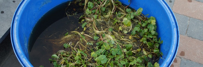 Gratis grote waternavel