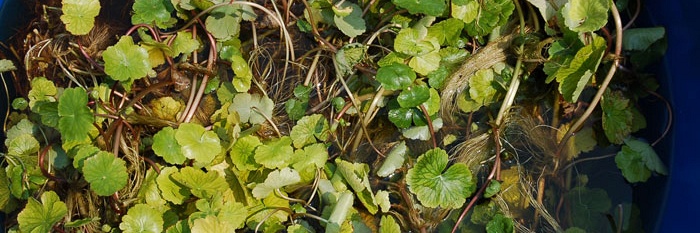 Gratis waternavel