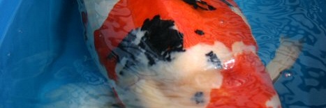 Groeipotentie koi