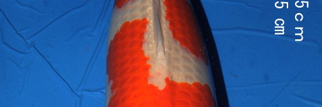Hakubotan 6 jaar - 85 cm