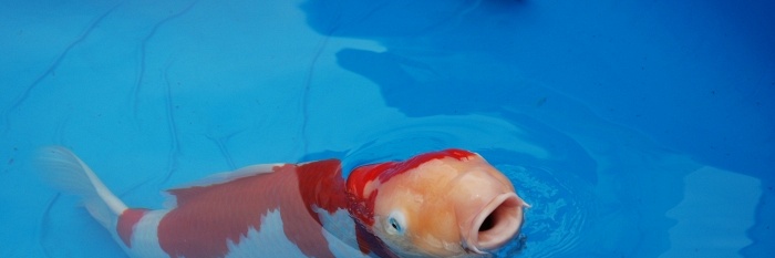 Happy koi