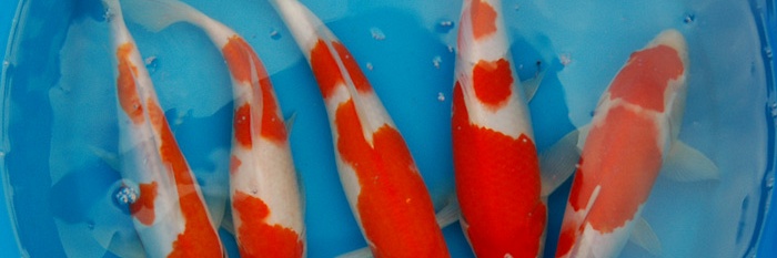 Herschikking van de koi