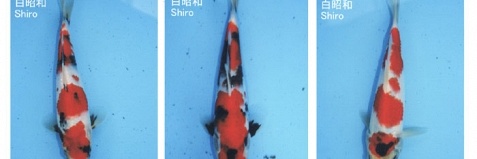 Het aanbod van tosai showa