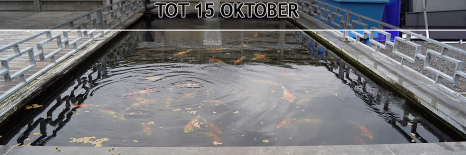 Het weekend van de deugdelijke koi