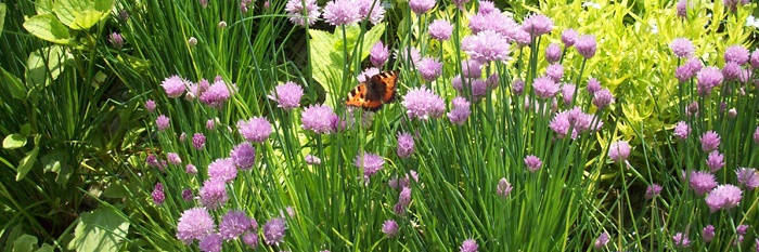 Hoe leg je een plantenfilter aan