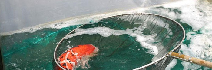 Impressie Momotaro Koi Farm