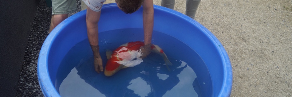 Impressionant deze kohaku