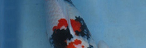 Informatie oyakoi Sekiguchi