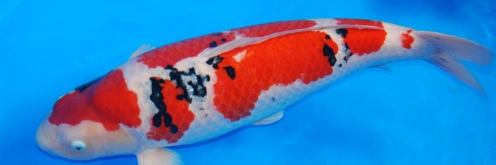 Interkoi Duitsland