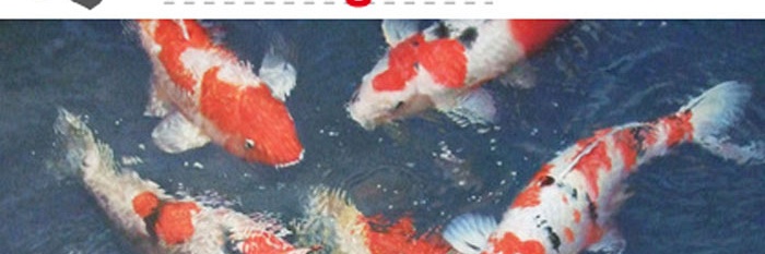 Internationaal Koi Congres