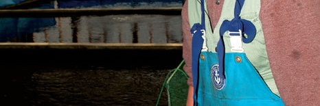Isa Koi Farm