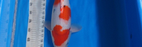 Joop