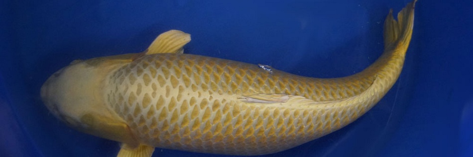 Jumbo koi zijn aangekomen