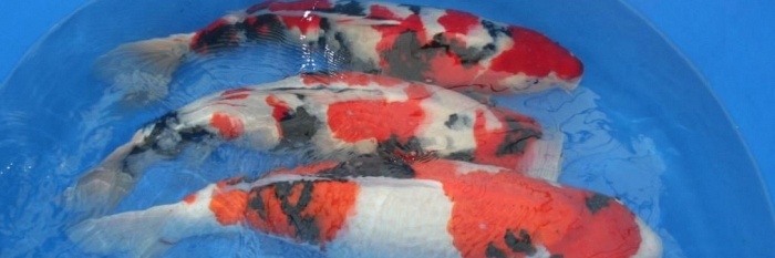 Jumbo Tosai Showa