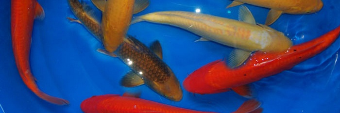 Kawarimono, Oshiba Shigure, Benigoi, Karashigoi