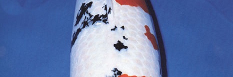 Kentaro van Sakai Fish Farm