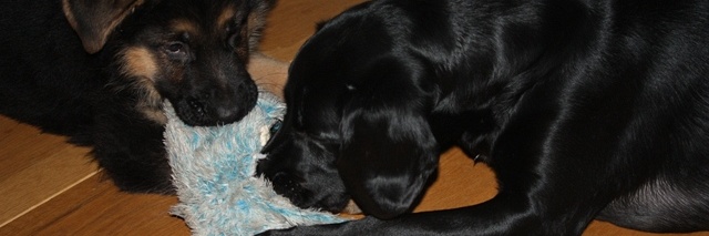 Kerst 2009