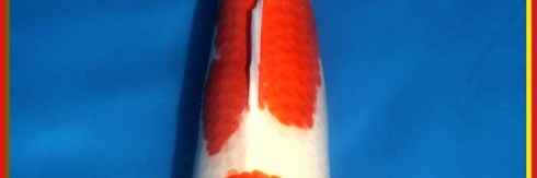 kohaku en Showa