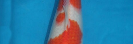 Kohaku Momotaro nr. 20 - 31 cm