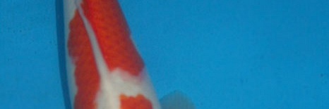 Kohaku Momotaro nr. 5- 34 cm