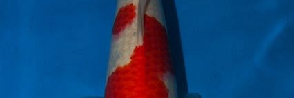 Kohaku veiling 27 mei