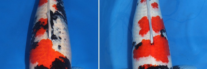 Kohaku zijn wit met rood