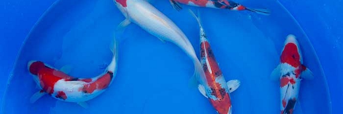 Koi 2007