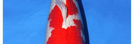Koi Breeding farmTaniguchi