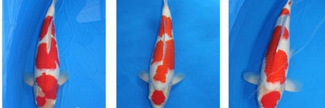 Koi die aangeboden worden op de auction van Momotaro op 25 oktober
