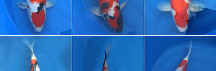 Koi geschikt voor de show