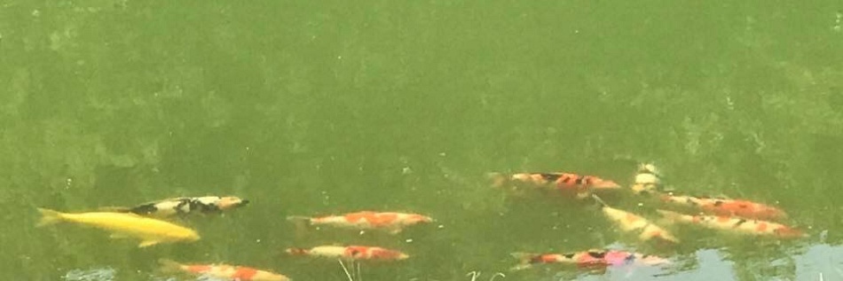 Koi in Mudpond