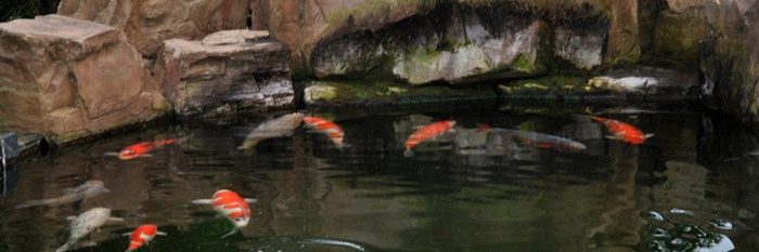 Koi Makeover (1)